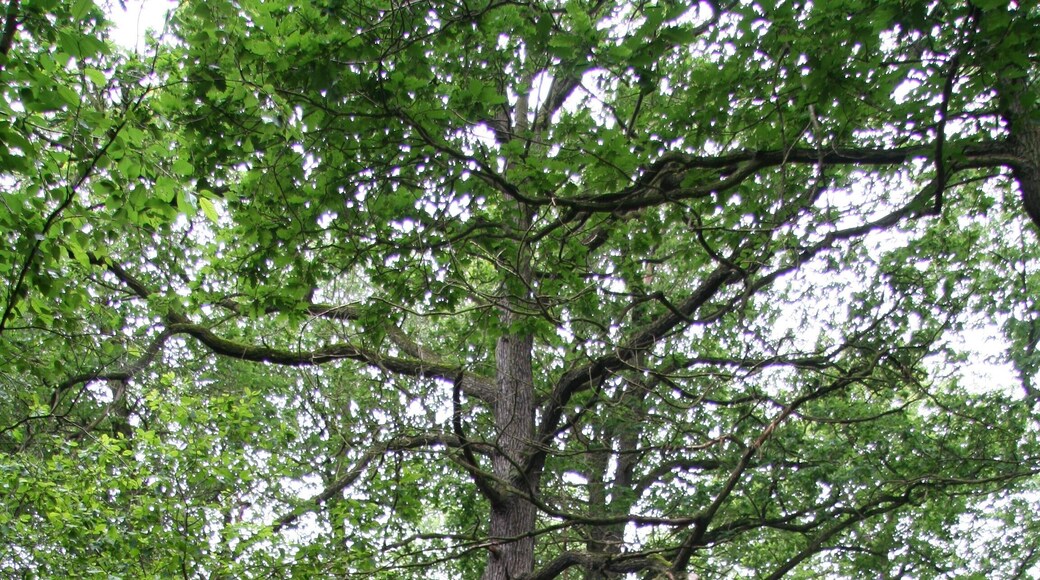 im FFH-Gebiet 4641-302 Laubwaldgebiete zwischen Brandis und Grimma