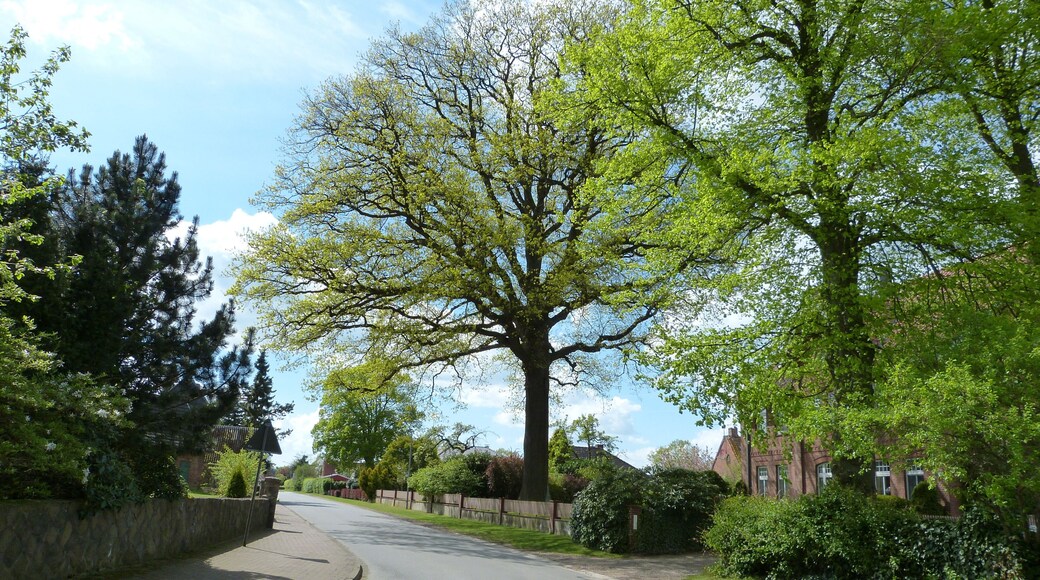 Das Bild zeigt ein Naturdenkmal im Kreis Segeberg. Der Baum, eine Eiche (Quercus robur), steht in Groß Niendorf.