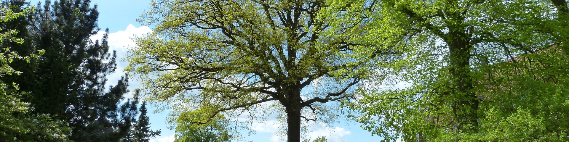 Das Bild zeigt ein Naturdenkmal im Kreis Segeberg. Der Baum, eine Eiche (Quercus robur), steht in Groß Niendorf.