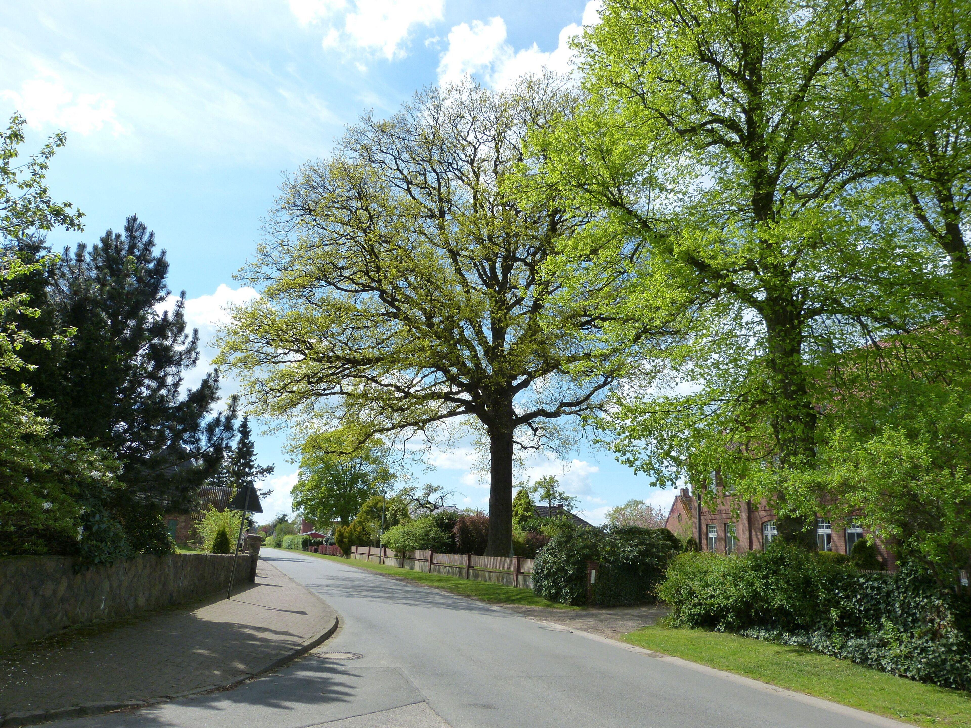 A tree-lined street with a large tree in the center, a stone wall on the left, and houses on the right.