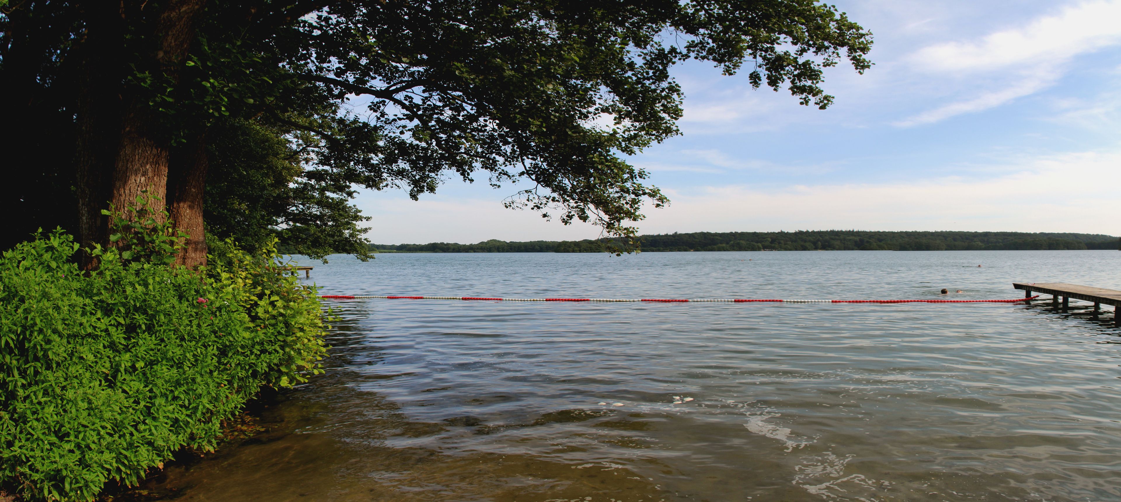 A lake with a wooden dock extending into the water, surrounded by dense green foliage and a clear sky.