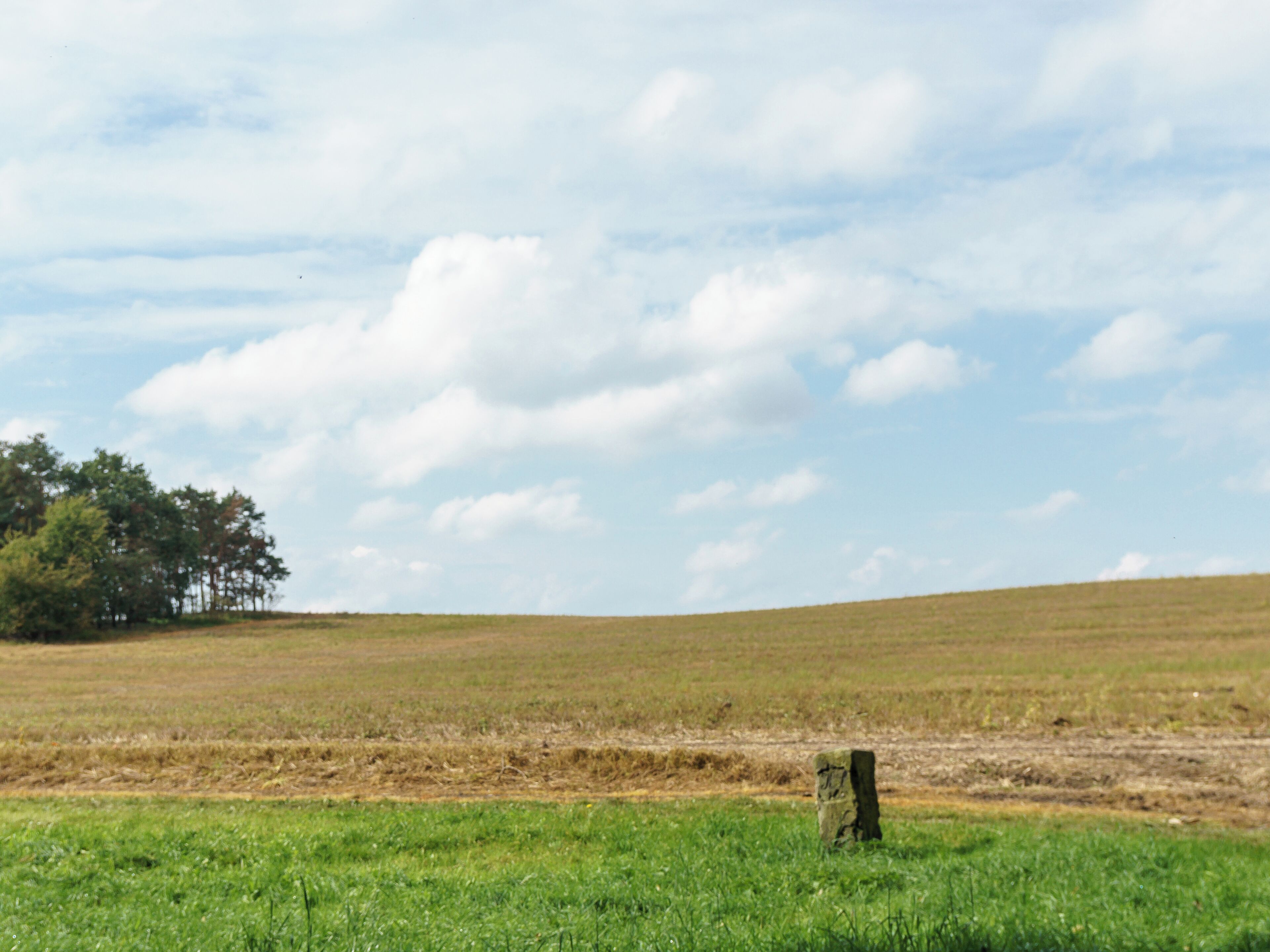 A grassy field with a wooden post and a tree in the distance under a partly cloudy sky.