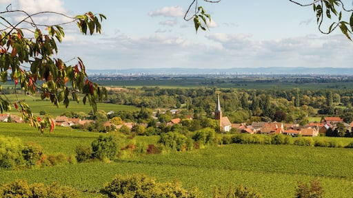 Title: View from the the edge of the Haardt (Palatinate Forest) to Forst an der Weinstraße and the Upper Rhine Plain Type: Natura 2000 Number: 6812-301 Designation: Biosphere reserve Palatinate Forest Location: Rhineland-Palatinate, Federal Republic of Germany Description: Bunter sandstone low mountain range with wide beeches and oaken old-growth forest. Rocks, streams and meadow valleys with varied standing water bodies. On the eastern edge calcareous dry grassland areas.