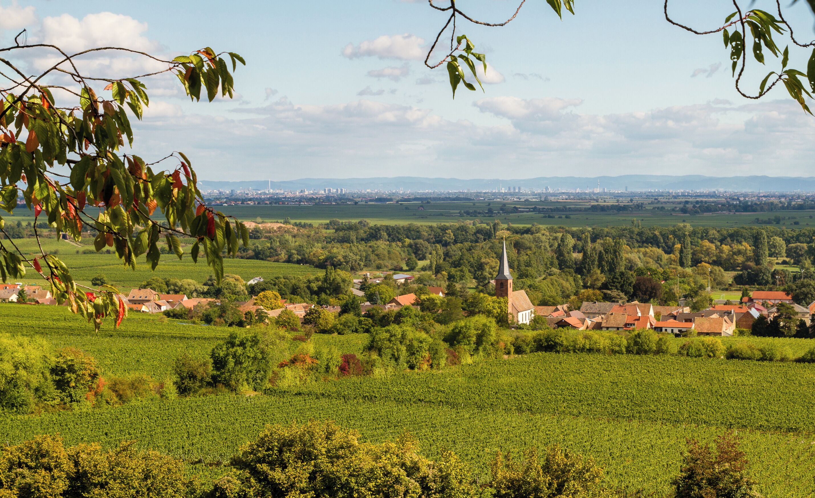 A rural landscape with vineyards, a church, and a distant city skyline.