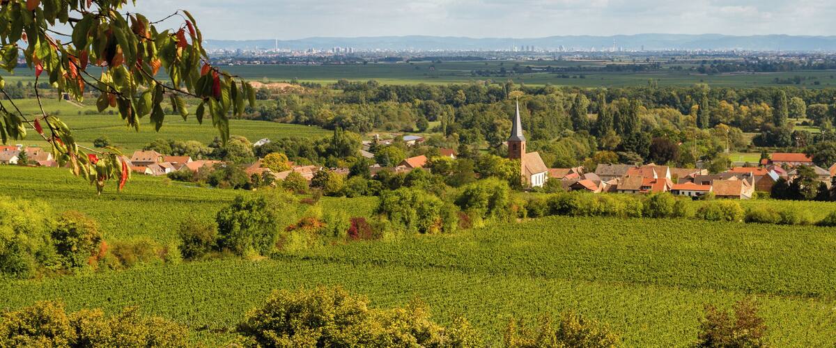 A rural landscape with vineyards, a church, and a distant city skyline.