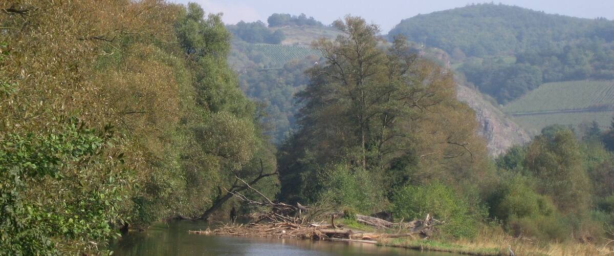 A river with trees and hills in the background.