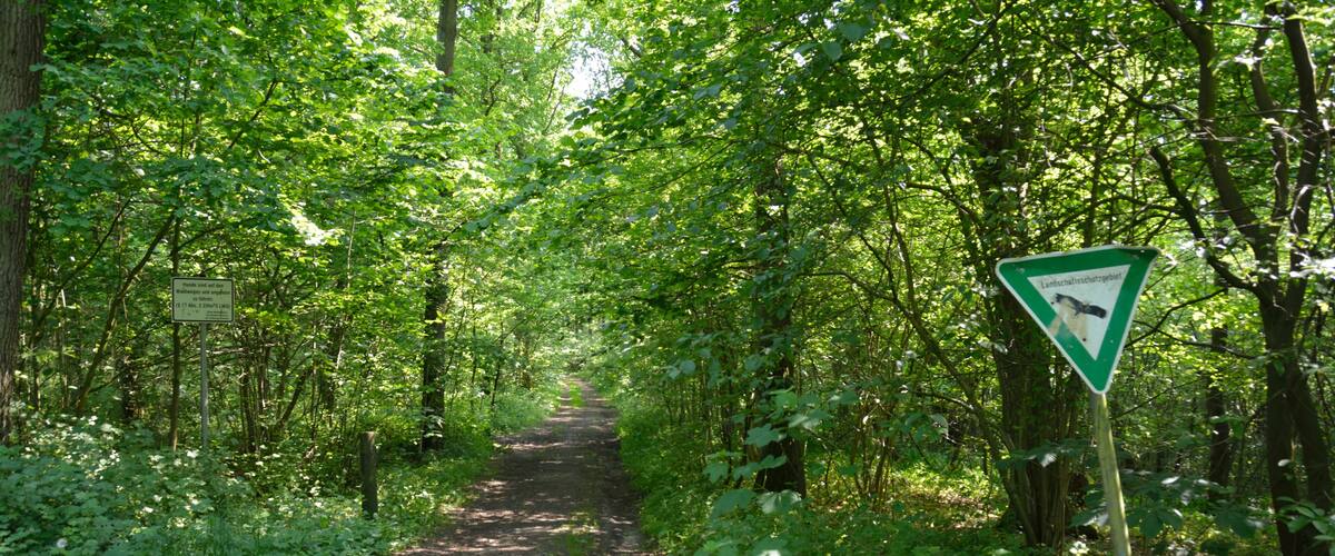A forested path with a warning sign and a directional sign.