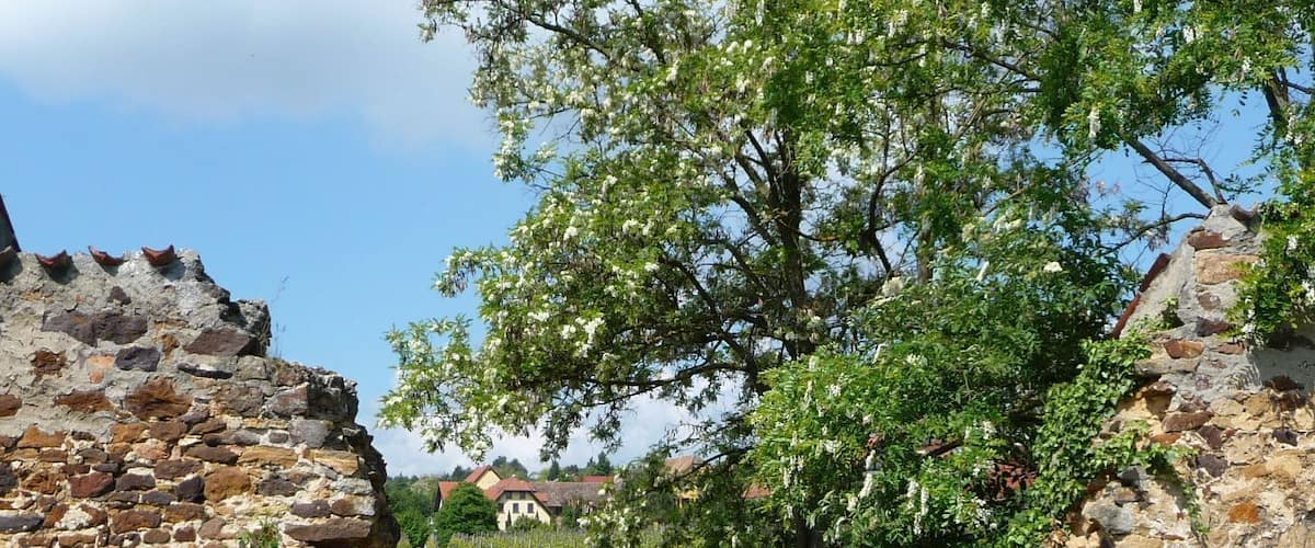 Zufahrt zu Burg Battenberg