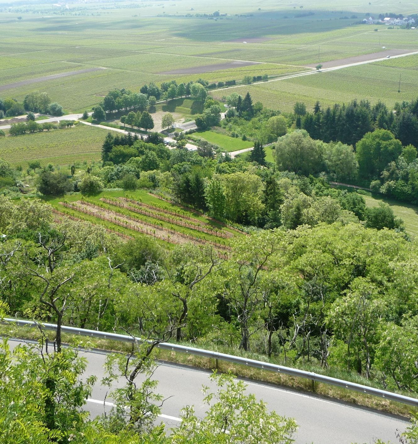 Blick in die Rheinebene