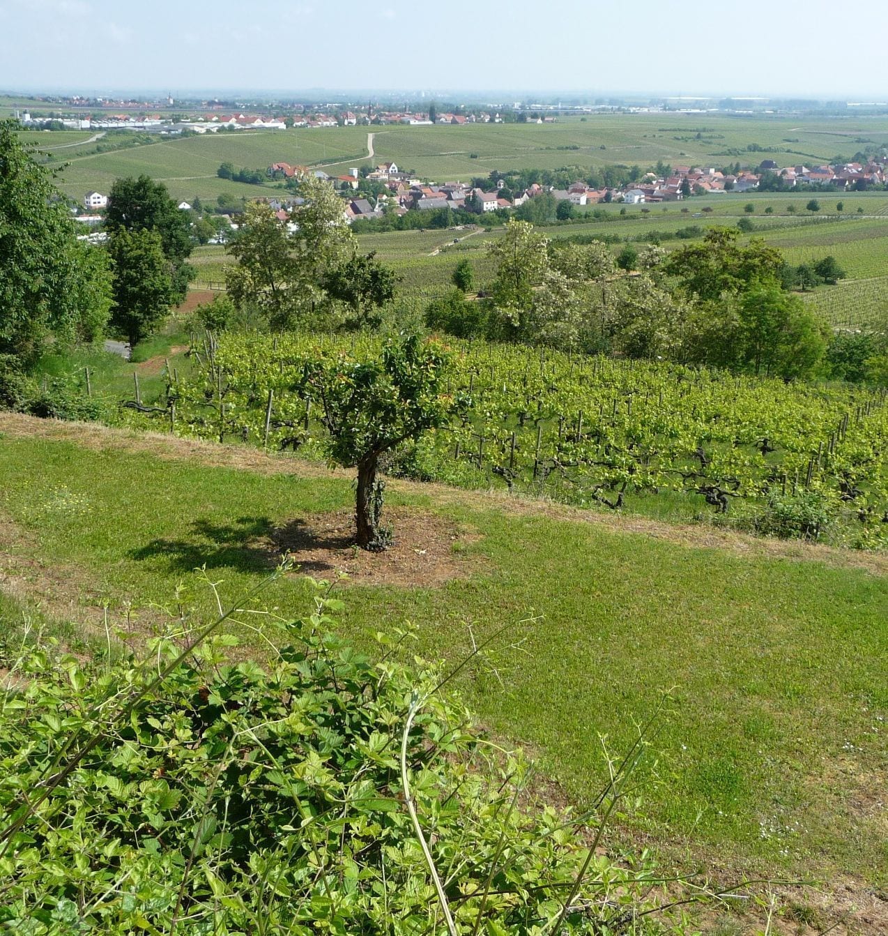 Blick auf Kleinkarlbach
