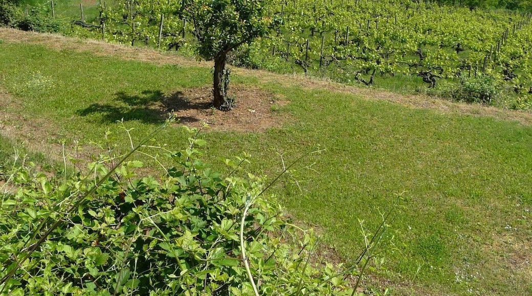 Blick auf Kleinkarlbach