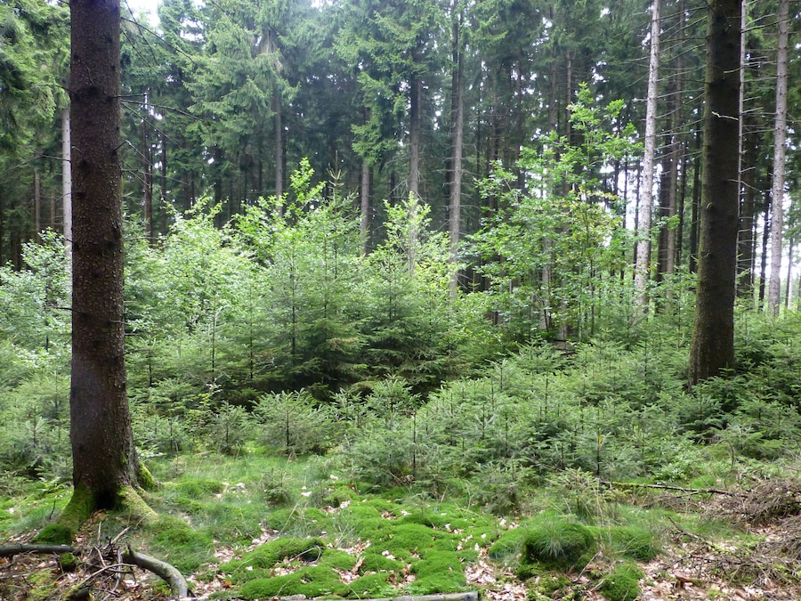 Een dicht bos met hoge bomen en weelderige groene vegetatie.