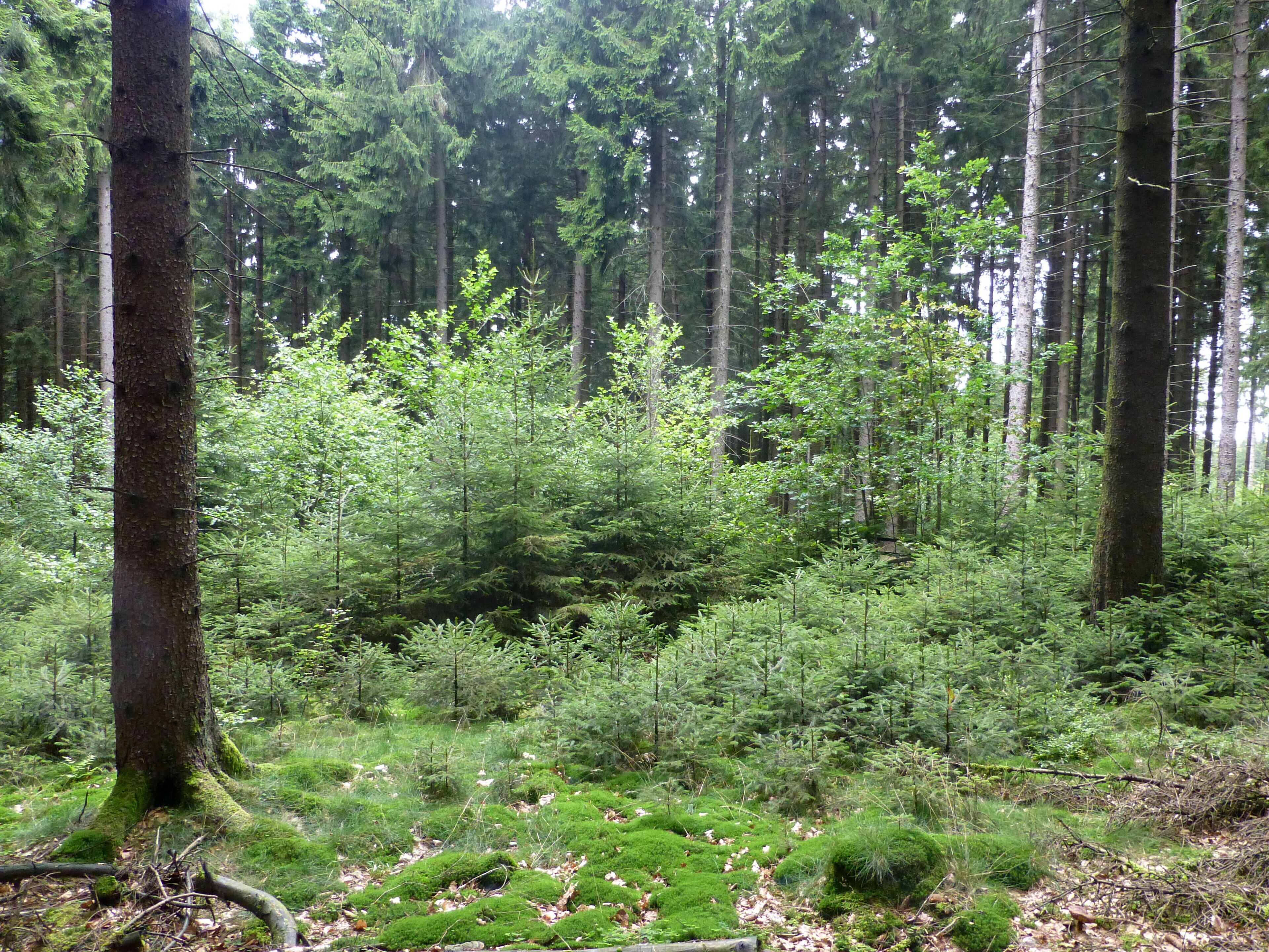 A dense forest with tall trees and lush green undergrowth.