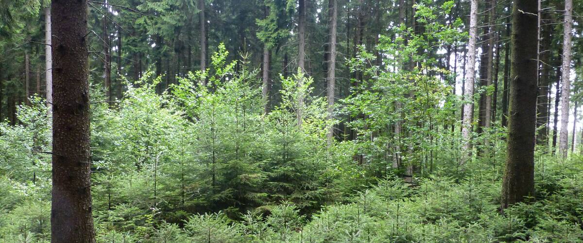 A dense forest with tall trees and lush green undergrowth.