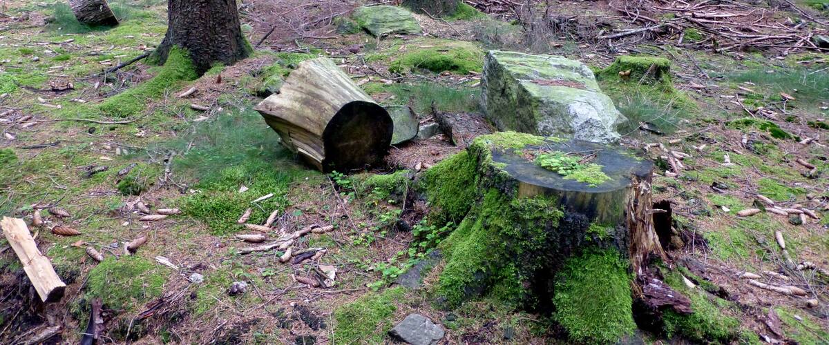 Soonwald – Nähe Hochsteinchen