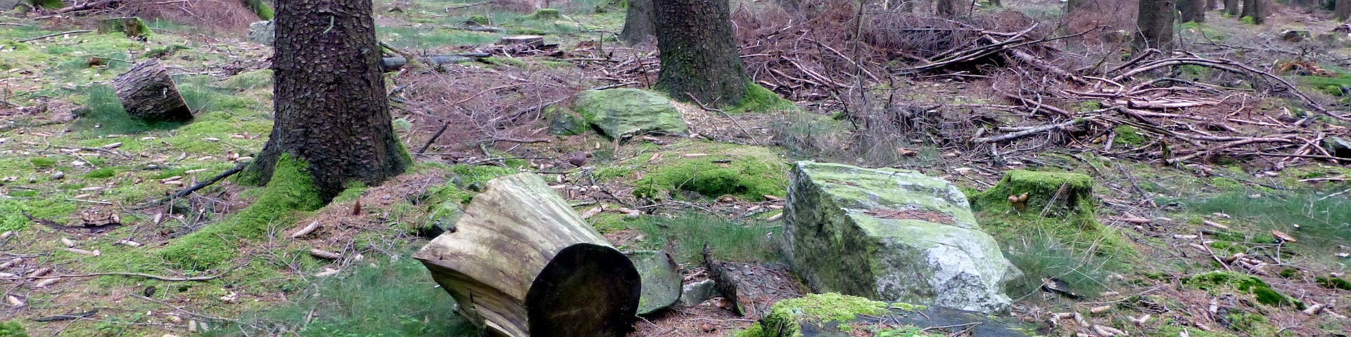 Soonwald – Nähe Hochsteinchen