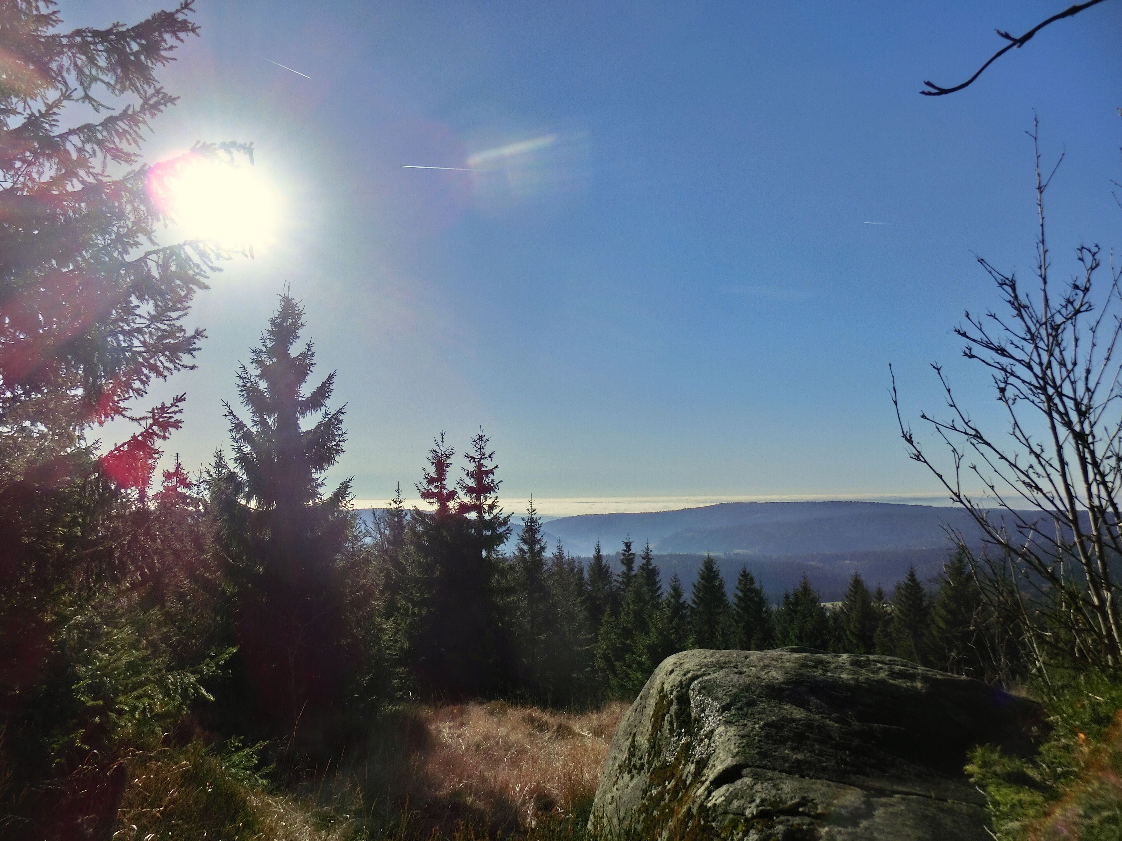 A forest with a large rock, evergreen trees, and a clear sky.