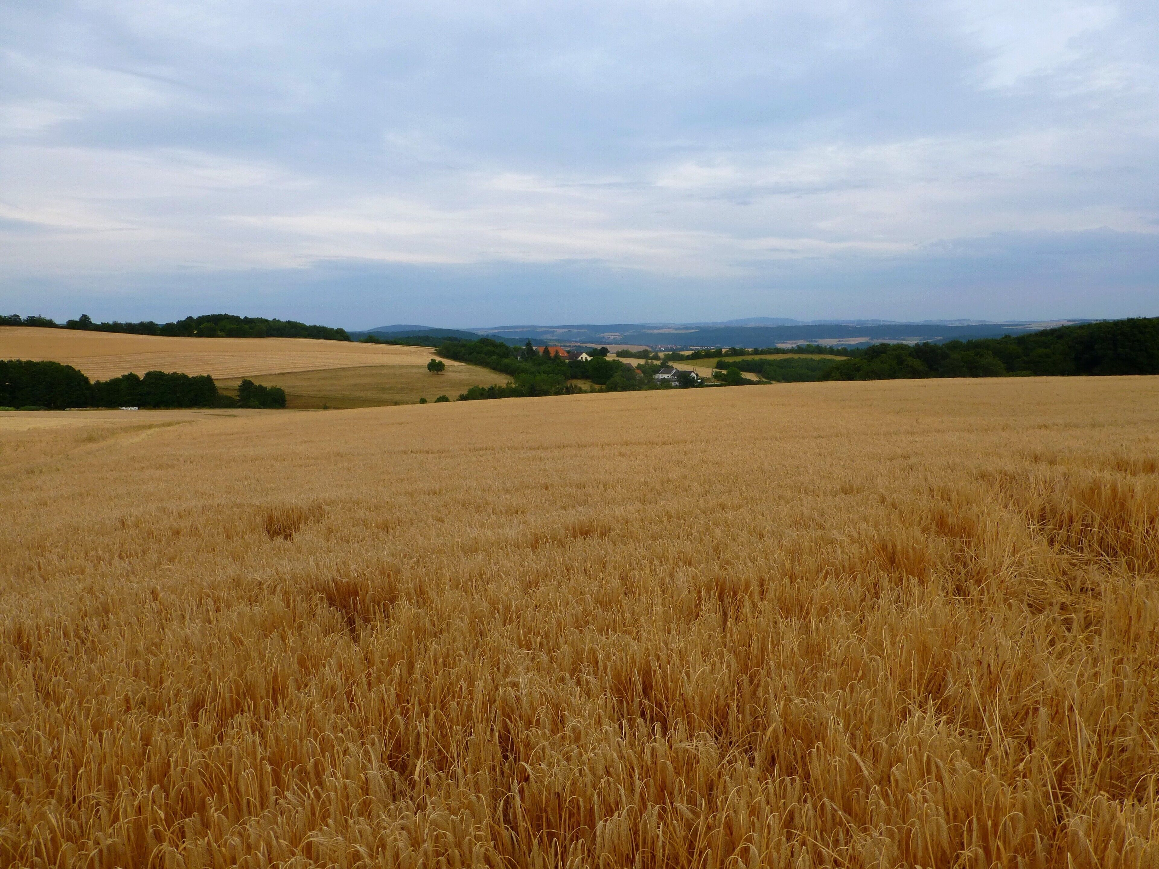 Blick über die Wintergerstenfelder zum Gonrather Hof