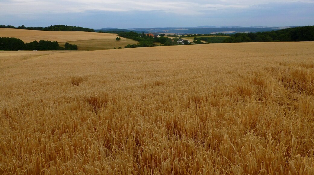 Blick über die Wintergerstenfelder zum Gonrather Hof