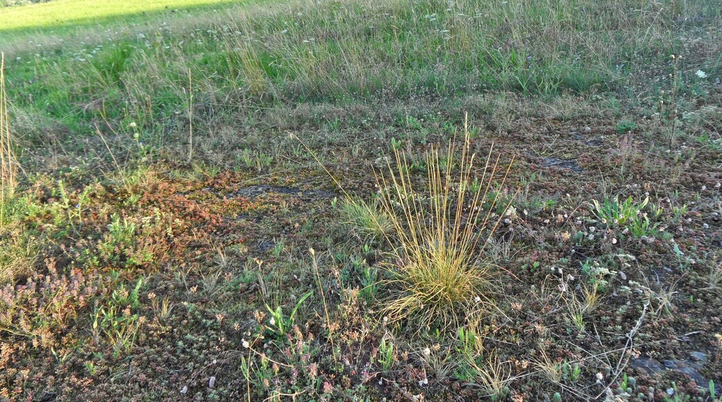 Naturschutzgebiet (NSG) „Magerwiesen am Eulenkopf“, Gemarkung Erzenhausen, VG Weilerbach, Landkreis Kaiserslautern