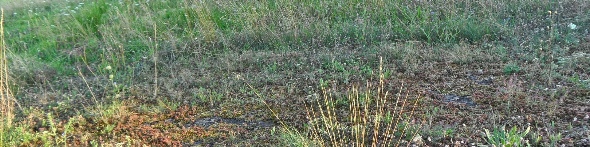Naturschutzgebiet (NSG) „Magerwiesen am Eulenkopf“, Gemarkung Erzenhausen, VG Weilerbach, Landkreis Kaiserslautern