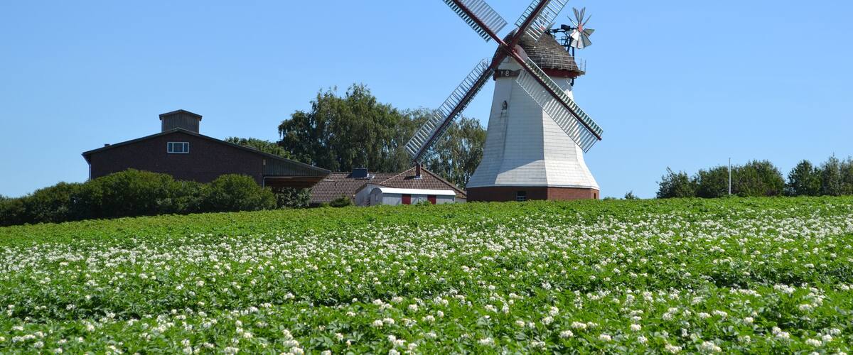 A windmill, a field of white flowers, and a building.