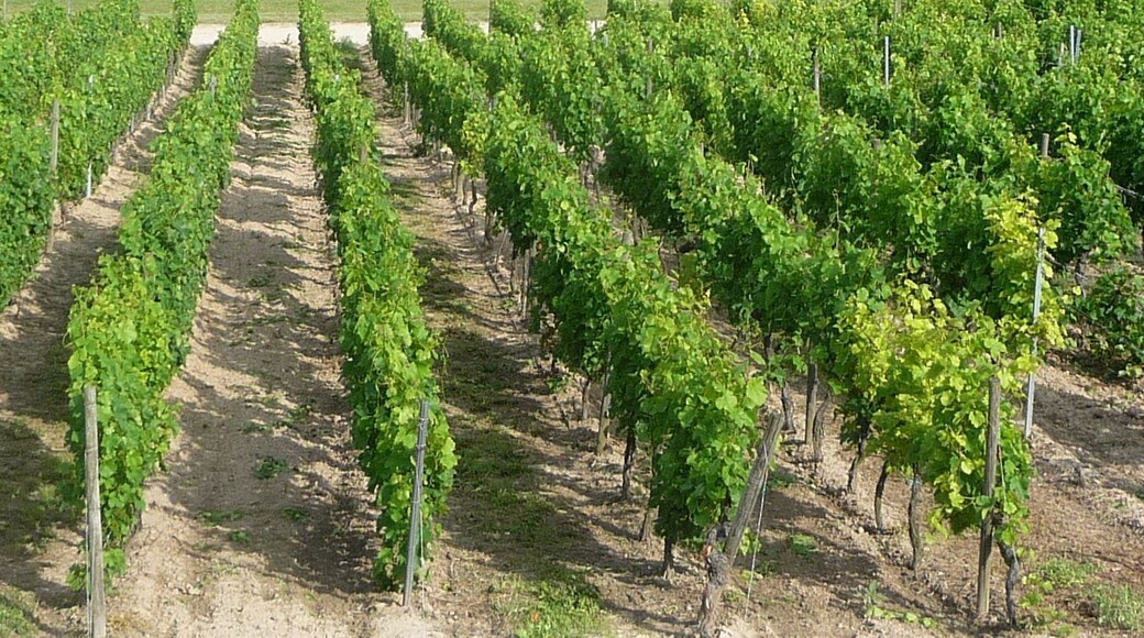 Weinberg und Stadion Kleinniedesheim bei einem Spiel drei gegen drei