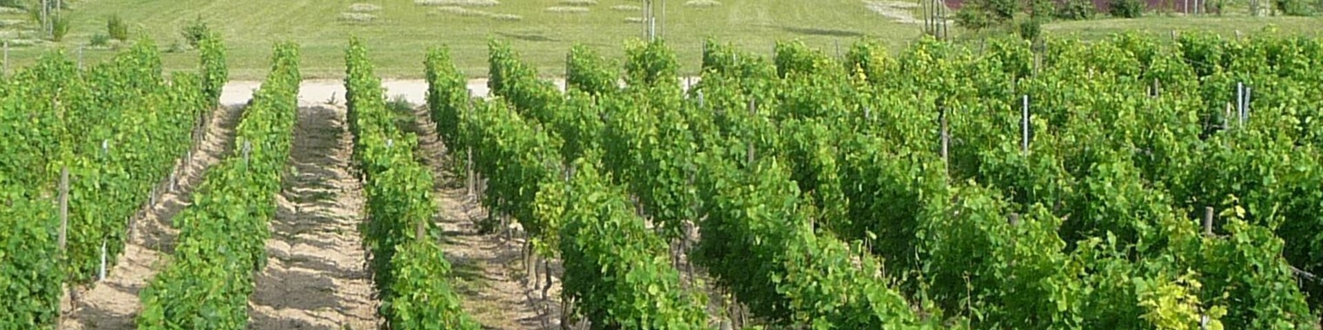 Weinberg und Stadion Kleinniedesheim bei einem Spiel drei gegen drei