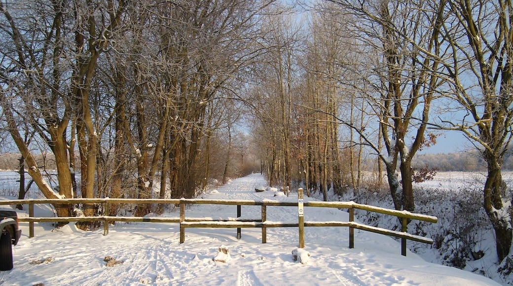 Blick auf den Bahndamm der ehem. Bahntrasse Itzehoe-Wrist; Blick Richtung Osten