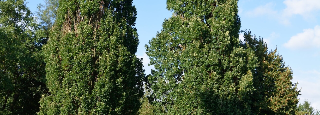 Ehrenmal in Kremperheide