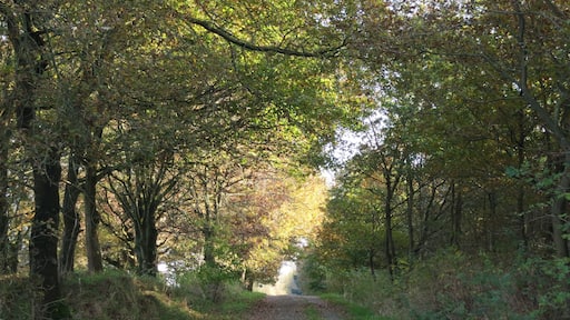 Naturschutzgebiet "Binnendünen Nordoe", Kremperheide