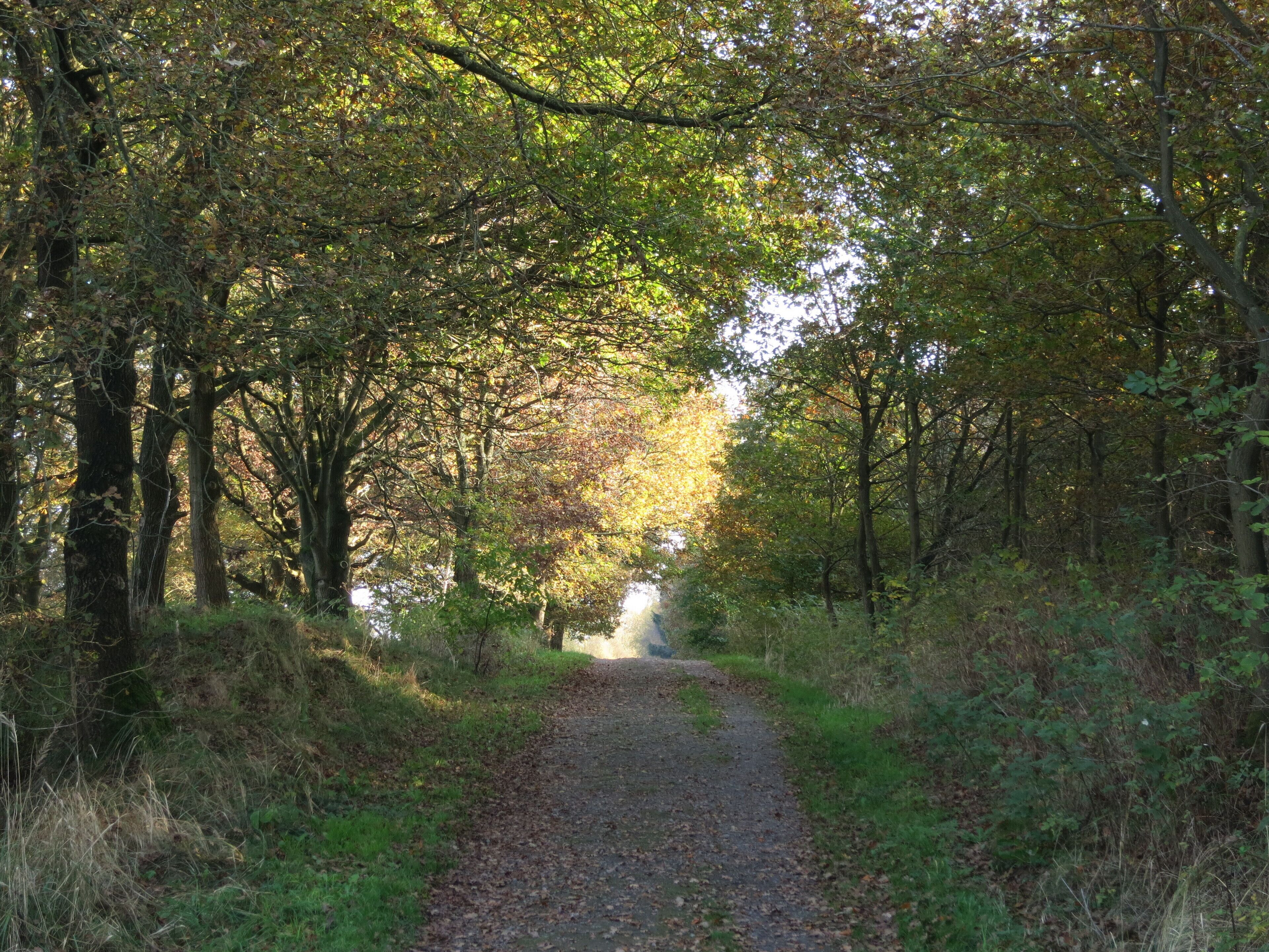 A forest path surrounded by trees with green and brown leaves.