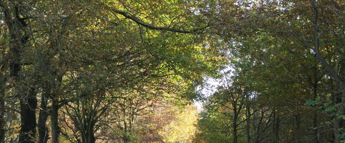 A forest path surrounded by trees with green and brown leaves.
