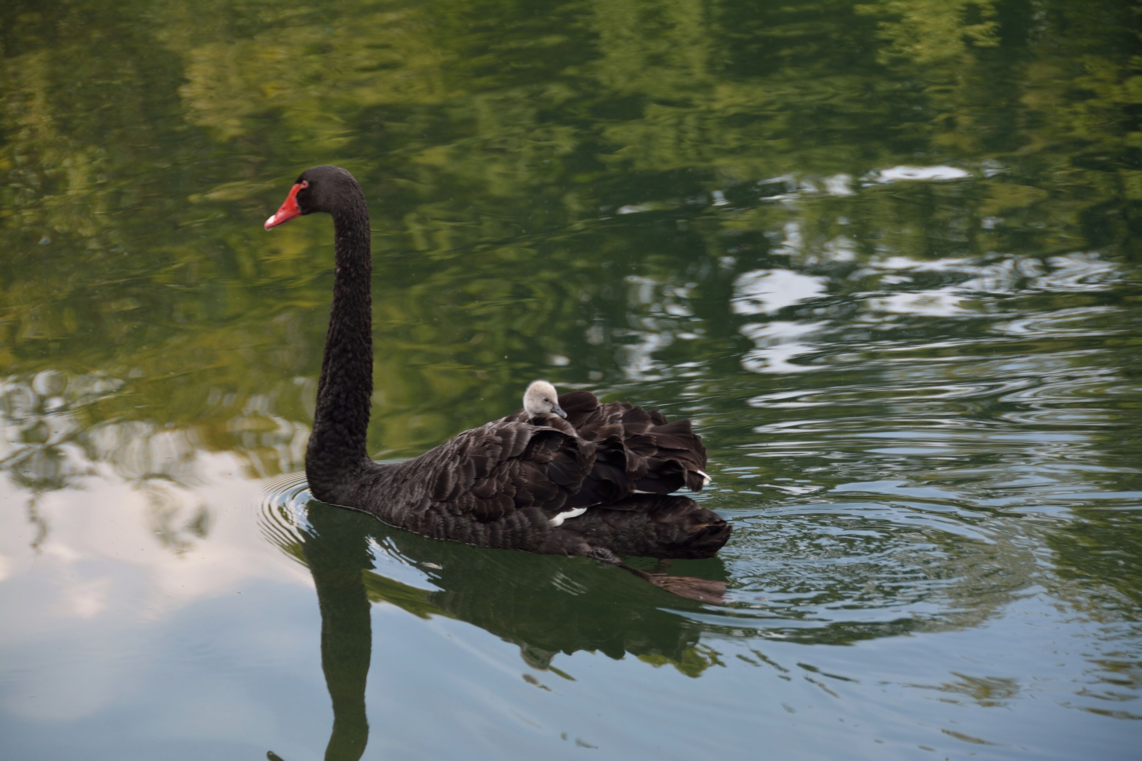 Ein Trauerschwan mit Küken auf der de:Alsens Tongrube. Er kommt vermutlich von dem am anderen Ufer gelegenen Restaurant. Leider hat mein GPS zwischendurch versagt., aber der müde Kleine ist einfach zu süss.