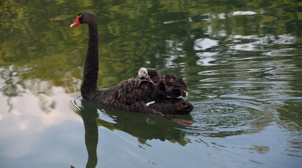 Ein Trauerschwan mit Küken auf der de:Alsens Tongrube. Er kommt vermutlich von dem am anderen Ufer gelegenen Restaurant. Leider hat mein GPS zwischendurch versagt., aber der müde Kleine ist einfach zu süss.