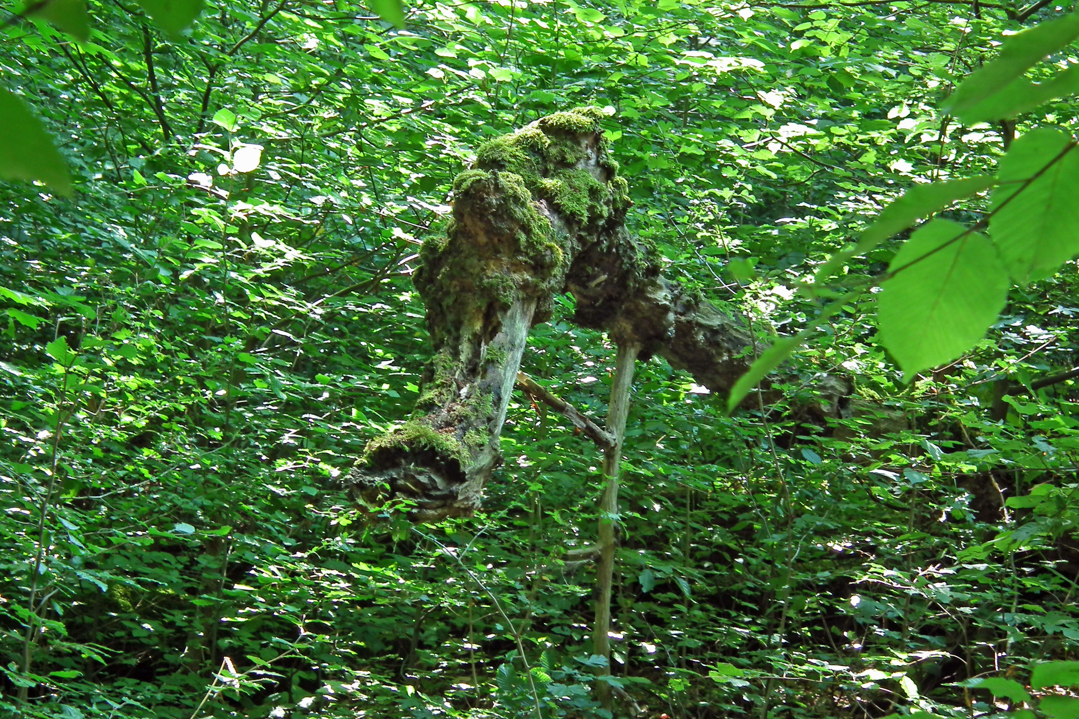 A forest with a moss-covered tree trunk.