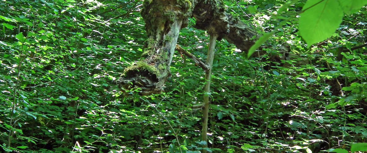 A forest with a moss-covered tree trunk.