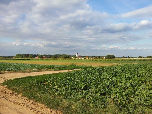 A rural landscape with fields of crops, a dirt path, and a distant church.