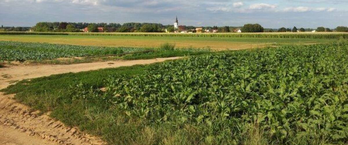 A rural landscape with fields of crops, a dirt path, and a distant church.