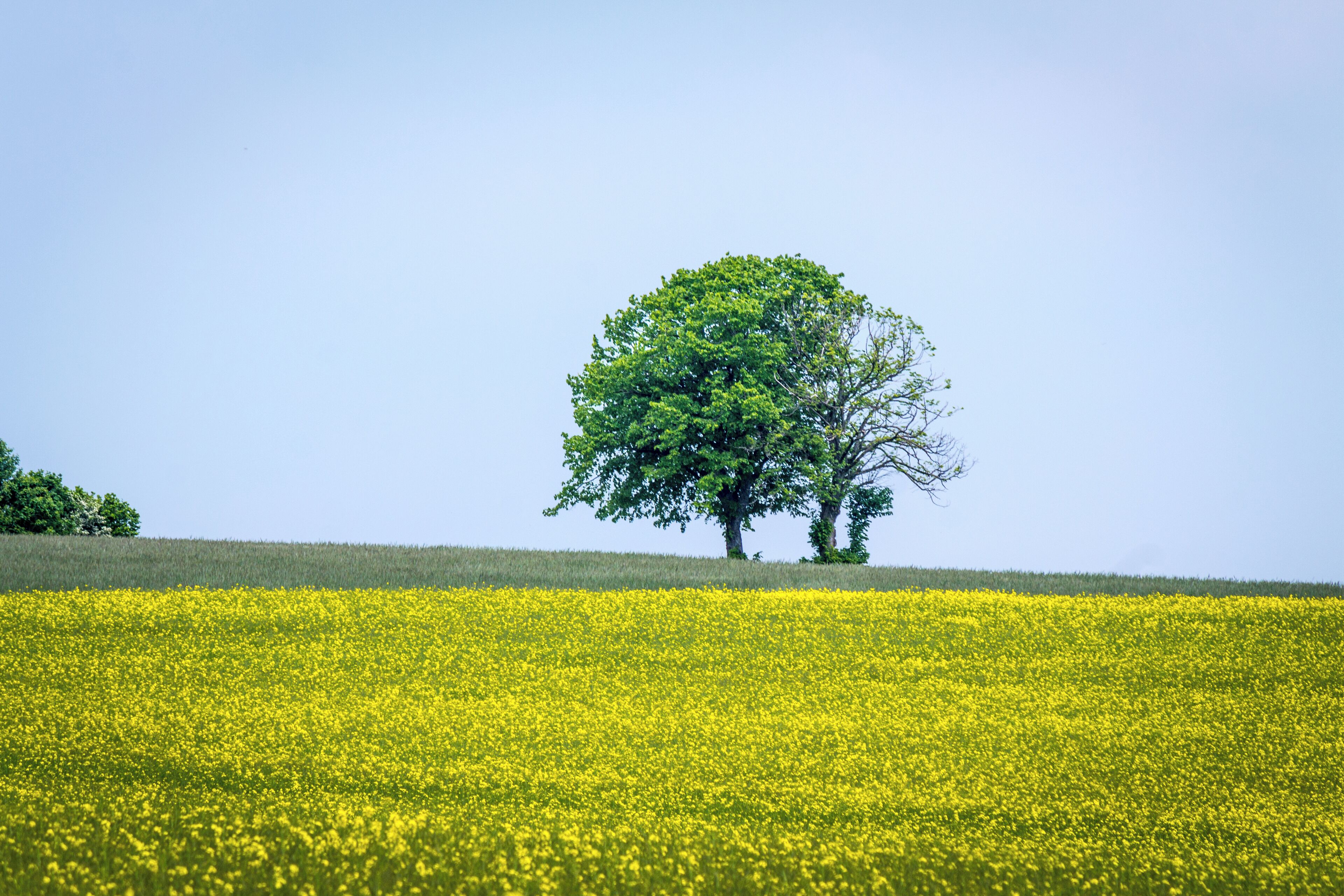de:Naturpark Saar-Hunsrück Zerf Heltern Feld Baum