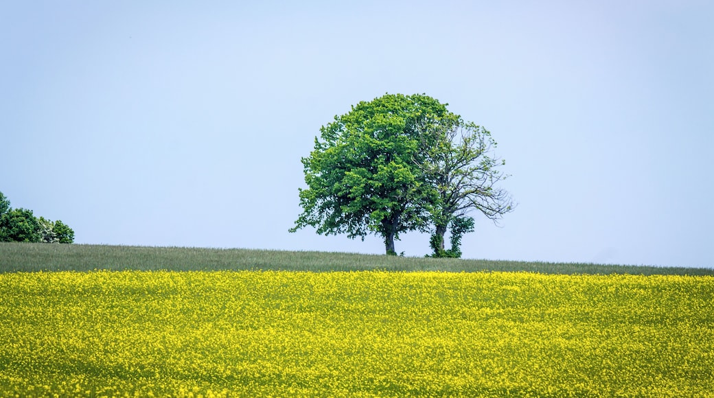 de:Naturpark Saar-HunsrĂŒck Zerf Heltern Feld Baum