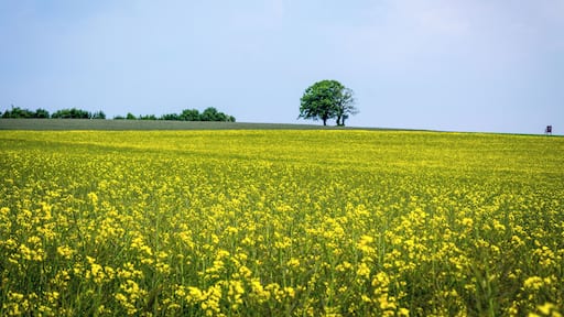 Un campo de flores amarillas con un único árbol a lo lejos.