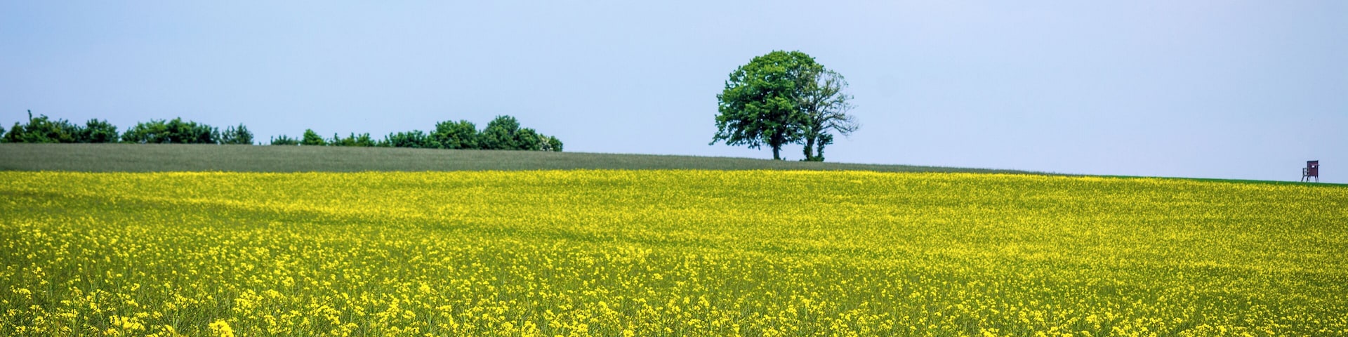 de:Naturpark Saar-Hunsrück Zerf Heltern Baum Feld Hochsitz