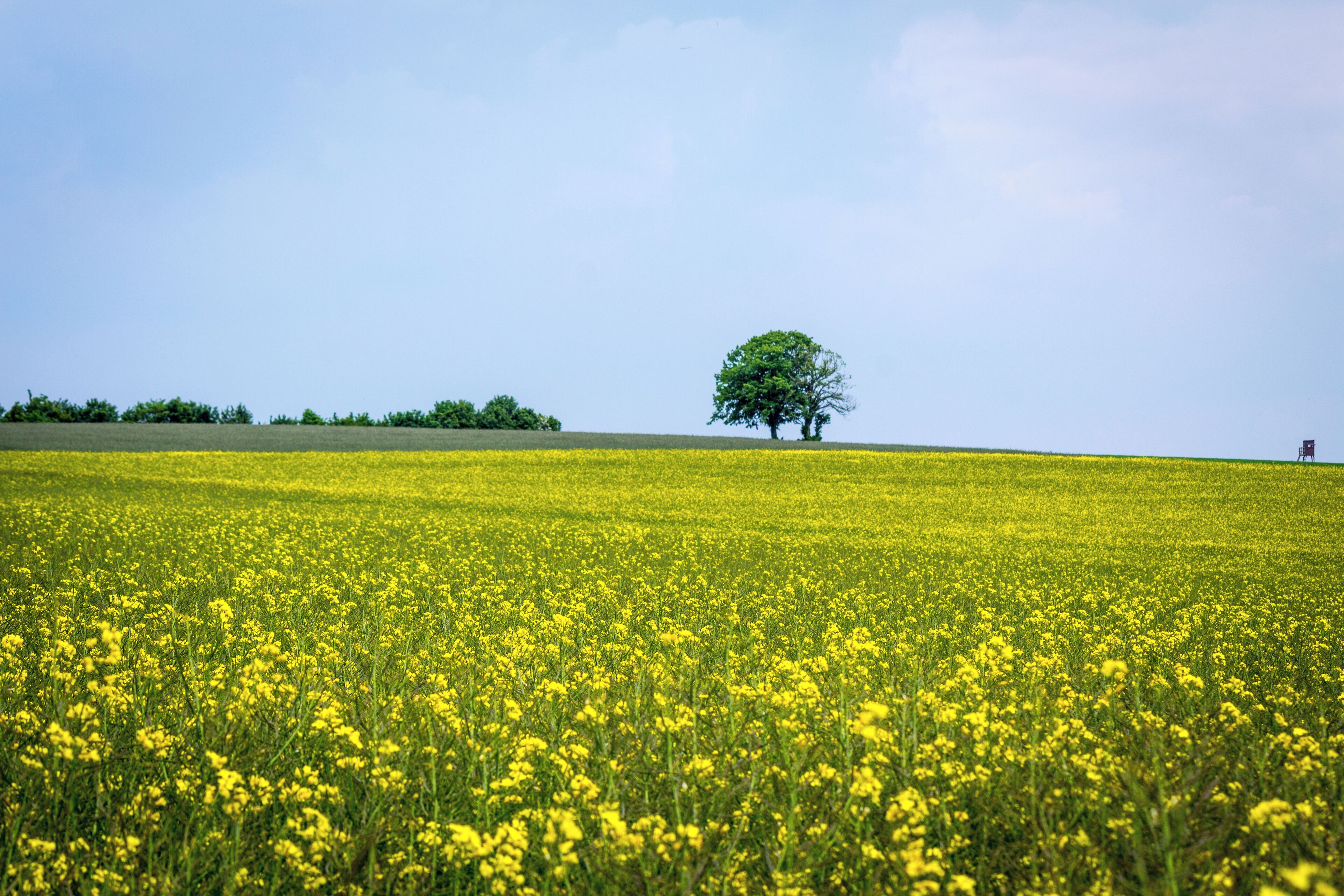 A field of yellow flowers with a single tree in the distance.