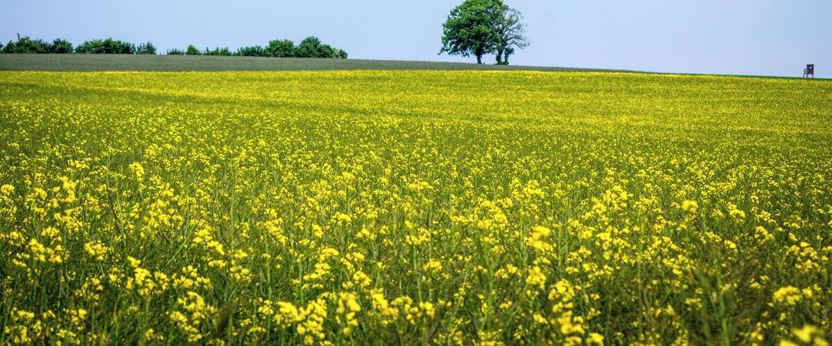 A field of yellow flowers with a single tree in the distance.