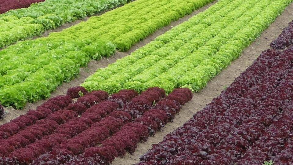 A field of crops with rows of green and red lettuce.