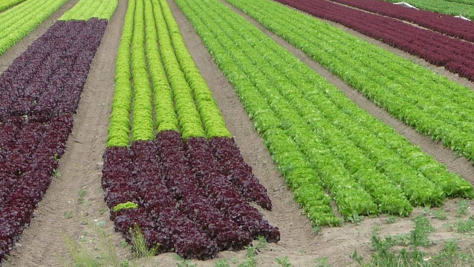 A field with rows of crops, including green and red varieties.