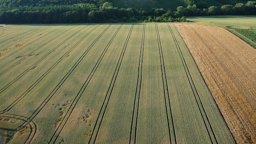 Zwischen Mandel und Weinsheim