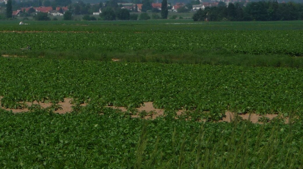 Pfälzerwald und Bad Dürkheim