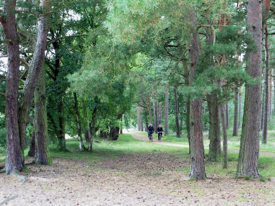 A forest path with tall trees and a dirt trail.